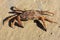 Beach crab Carcinus maenas