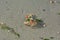 Beach crab in the sand with shells