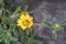 Beach Daisy, Pallenis maritima, flowering plant with hoover fly