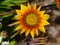 Beach daisy at ther coast of Victoria in Australia