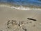 Beach debris and drift wood