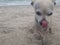 Beach doggie nose the good life