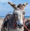 Beach Donkey