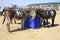 Beach donkeys resting