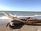 Beach driftwood