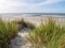 Beach and European marram grass or beachgrass, Ammophila arenaria, at North Sea coast of Vlieland, Netherlands