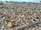 beach filled with fossil coral reef