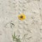 Beach flower sunflower sand lost alone grass beach sand flowers