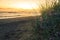 Beach flowers at sunset.