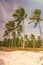 Beach forest with palms, slightly cloudy and windy evening at Phu Quoc Island, Vietnam