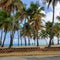 beach front palm trees