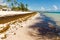 Beach full of sargassum algae. Sargassum seaweeds Caribbean ecological problem.