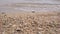 The beach is full of small, wavy coral sand