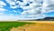 Beach with golden sand and green grass on the ocean in Iceland. An unusual and fascinating landscape of the northern