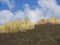 Beach grass on black sand dune