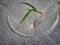 Beach Grass Draws a Circle in Sand