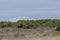 Beach grass and dunes whipped by strong winds at Scusset Beach