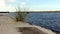 Beach grass at an harbor entrance