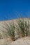 Beach Grass in sand dunes