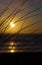 Beach Grass Silhouette at Sunset