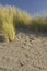 Beach grass on a windswept beach.