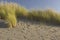 Beach grass on a windswept beach.