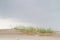 Beach grass on young dune