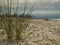 Beach grasses on ocean beach with beautiful sky in the background