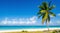 Beach with high palm tree, Caribbean Islands