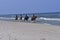 Beach horses