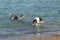 Beach hounds playing in the water at a dog park