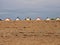 Beach hut roofs on the skyline and birds