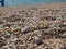 The beach of large seashells