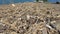 The beach is littered with dry logs and branches.