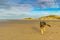 Beach at low tide in warm sunlight with sand and stream ripples and walking German shepherd