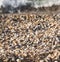 A beach made of shells on a blurred bokeh background of the sea surf of the Black Sea coast