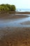 A beach with mangrove trees and snail nests.