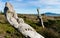 Beach Maori Carving