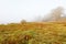 Beach Meadow with fog