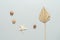 Beach minimal composition. Seashells, starfish and dried palm leaf fan on gray pastel background. Top view