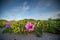 Beach Morning Glory