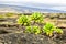 The Beach Naupaka plant scaevola taccada growing on black volcanic lava near shoreline on the Big Island of Hawaii.