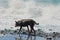 On the beach near the water plays a young Australian kelpie