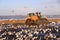 Beach nourishment bulldozer katwijk