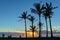 Beach Ocean Dawn Trees Silhouetted