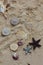 Beach ornament on the white sand. Shell, starfish, coral and etc