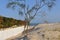Beach path with tree