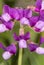 Beach pea flower on Niantic Bay in Connecticut.