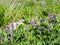 Beach Pea plant grows in shore sand East Coast