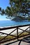 Beach with pine tree, bright sand and wooden boardwalk. Blue sea, sunny day, Galicia, Spain.